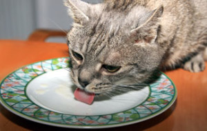 cat licks plate